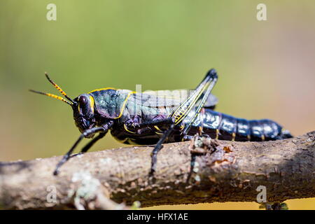 Le cheval de l'ouest lubber grasshopper est un nombre relativement important d'espèces de sauterelles sauterelle la famille trouve Banque D'Images