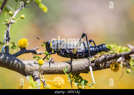 Le cheval de l'ouest lubber grasshopper est un nombre relativement important d'espèces de sauterelles sauterelle la famille trouve Banque D'Images