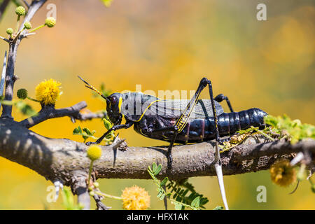 Le cheval de l'ouest lubber grasshopper est un nombre relativement important d'espèces de sauterelles sauterelle la famille trouve Banque D'Images