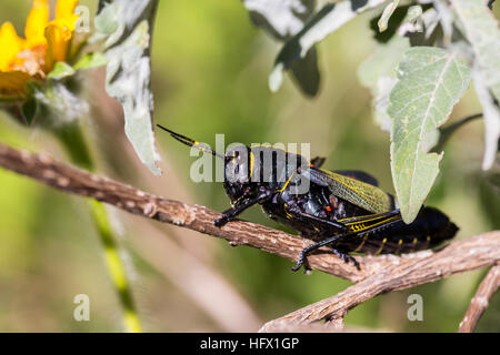 Le cheval de l'ouest lubber grasshopper est un nombre relativement important d'espèces de sauterelles sauterelle la famille trouve Banque D'Images