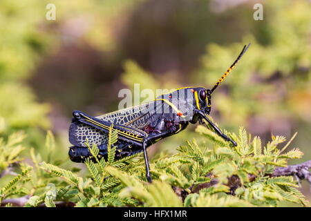 Le cheval de l'ouest lubber grasshopper est un nombre relativement important d'espèces de sauterelles sauterelle la famille trouve Banque D'Images