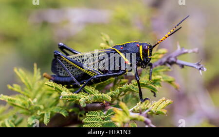 Le cheval de l'ouest lubber grasshopper est un nombre relativement important d'espèces de sauterelles sauterelle la famille trouve Banque D'Images