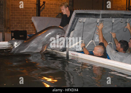 050917-N-0793G-018 Gulfport, Mississippi (sept. 17, 2005) - Kelly, un dauphin déplacés lorsque l'ouragan Katrina détruit sa maison à la "Marine Life Oceanarium de Gulfport, Mississippi", est soigneusement placée dans une installation temporaire d'eau salée à la Naval Construction Battalion Center Gulfport. La piscine hors-terre, avec d'autres équipements de filtration nécessaires nécessaires pour soigner les mammifères marins, la Marine américaine a été fournie par le personnel du Programme des mammifères marins à partir de San Diego, Californie Kelly a passé les deux dernières semaines et demie dans le golfe du Mexique avec sept autres dauphins, balayés Banque D'Images