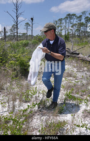 100506-N-6608T-002 Pensacola, Floride (6 mai 2010) Mark Gibson, le gestionnaire des ressources naturelles de la Marine au Naval Air Station Pensacola, collecte des ordures sur une plage isolée près de Sherman Cove en prévision de l'huile venant à terre. Derrière Gibson dans un des arbres est un nid avec des oeufs de Balbuzards. (U.S. Photo par Anne marine/lanceur) Parution US Navy 100506-N-6608T-002 Mark Gibson, le gestionnaire des ressources naturelles de la Marine au Naval Air Station Pensacola, collecte des ordures sur une plage isolée près de Sherman Cove en prévision de l'huile venant à terre Banque D'Images