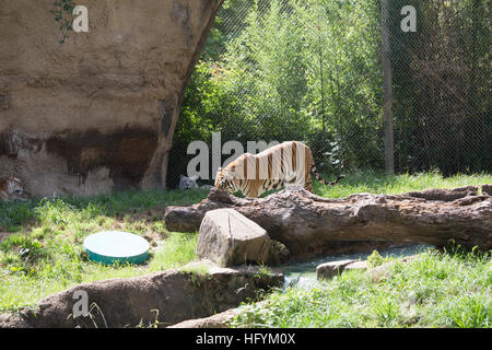 Tigre du Bengale (Panthera tigris tigris) nerveusement de stimulation Banque D'Images