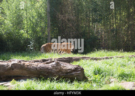 Tigre du Bengale (Panthera tigris tigris) nerveusement de stimulation Banque D'Images