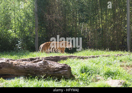 Tigre du Bengale (Panthera tigris tigris) nerveusement de stimulation Banque D'Images