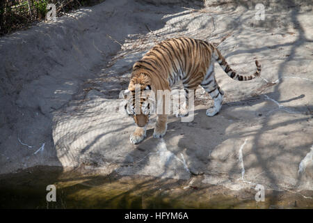 Tigre du Bengale (Panthera tigris tigris) nerveusement de stimulation Banque D'Images