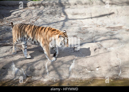 Tigre du Bengale (Panthera tigris tigris) nerveusement de stimulation Banque D'Images