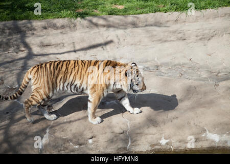 Tigre du Bengale (Panthera tigris tigris) nerveusement de stimulation Banque D'Images