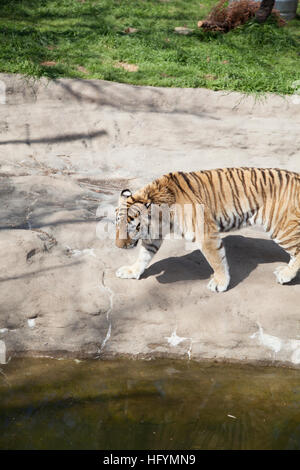 Tigre du Bengale (Panthera tigris tigris) nerveusement de stimulation Banque D'Images