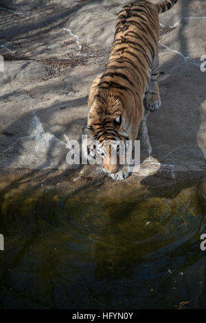 Tigre du Bengale (Panthera tigris tigris) boire d'un étang Banque D'Images