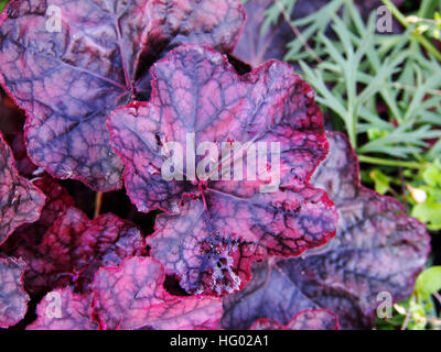 Purple coral bells, alumroot - Heuchera 'Magnum' Banque D'Images