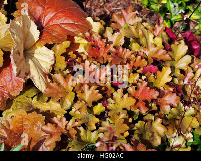 Heuchera 'Marmalade' (coral bells, alumroot) dans le jardin Banque D'Images