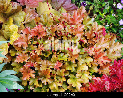 Heuchera 'Marmalade' (coral bells, alumroot) dans le jardin Banque D'Images