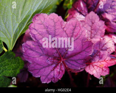 Coral bells, alumroot - Heuchera 'Grape Soda' Banque D'Images