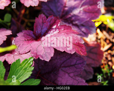 Coral bells, alumroot - Heuchera 'Grape Soda' Banque D'Images