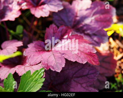 Coral bells, alumroot - Heuchera 'Grape Soda' Banque D'Images