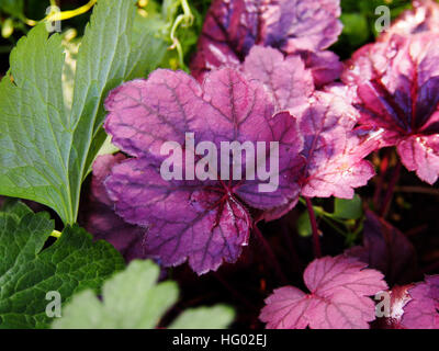 Coral bells, alumroot - Heuchera 'Grape Soda' Banque D'Images