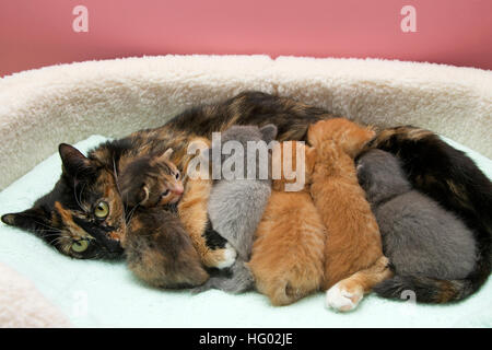 Mère torbie tortie tabby cat nursing 5 chatons d'une semaine dans un petit animal lit avec couverture vert clair Banque D'Images