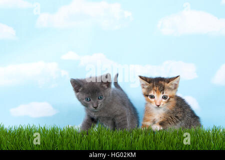 Et calico tabby gris tortie tabby avec herbe verte ciel bleu avec des nuages de fond Banque D'Images