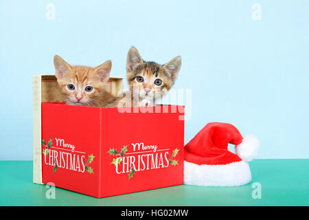 Et calico tabby Orange tortie tabby chatons dans une boîte à côté de Noël rouge small santa hat on green table avec fond bleu clair. Banque D'Images