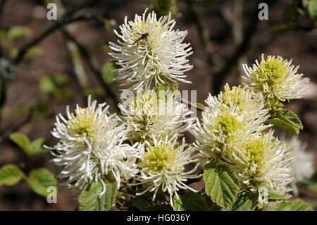 Fothergilla major Banque D'Images