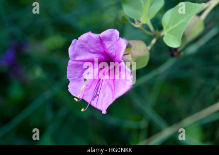 Seule fleur d'une plante de jardin Banque D'Images