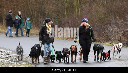 Berlin, Allemagne. 2 Jan, 2017. Valerie (l) et Nora prendre des chiens pour une promenade d'un chien marcher dans la forêt près de Teufelsberg hill à Berlin, Allemagne, 2 janvier 2017. Photo : Soeren Stache/dpa/Alamy Live News Banque D'Images