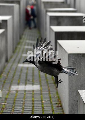 Berlin, Allemagne. 2 Jan, 2017. Un dun oiseau d'une stèle à l'autre à le mémorial de l'Holocauste à Berlin, Allemagne, 2 janvier 2017. Photo : Maurizio Gambarini/dpa/Alamy Live News Banque D'Images