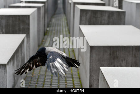 Berlin, Allemagne. 2 Jan, 2017. Un dun oiseau d'une stèle à l'autre à le mémorial de l'Holocauste à Berlin, Allemagne, 2 janvier 2017. Photo : Maurizio Gambarini/dpa/Alamy Live News Banque D'Images