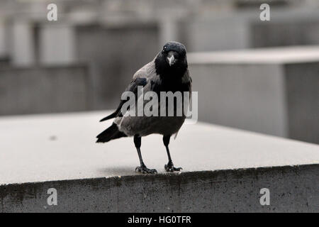 Berlin, Allemagne. 2 Jan, 2017. Un dun crow se trouve sur une stèle à l'Holocaust Memorial à Berlin, Allemagne, 2 janvier 2017. Photo : Maurizio Gambarini/dpa/Alamy Live News Banque D'Images