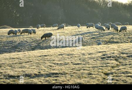 Moutons dans le champ d'hiver Banque D'Images