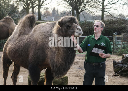 Londres, Royaume-Uni. 3 janvier, 2017. Des chameaux dans le cadre du bilan du zoo de Londres le 3 janvier 2017, au Royaume-Uni. Credit : Voir Li/Alamy Live News Banque D'Images