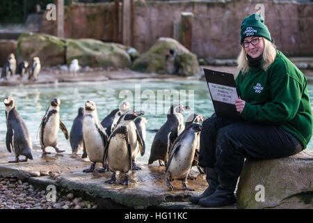 Londres, Royaume-Uni. 3 janvier, 2017. Keeper Suzi Hyde rss pingouins de Humboldt au cours du bilan annuel 2017 au ZSL London Zoo. Banque D'Images