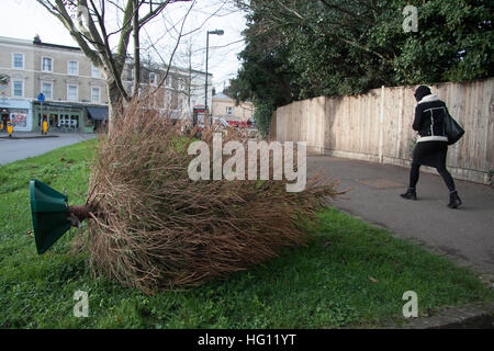 Wimbledon, Londres, Royaume-Uni. 3 janvier, 2017. Un vieil arbre de Noël est éliminé à Wimbledon high street pour élimination© amer ghazzal/Alamy Live News Banque D'Images