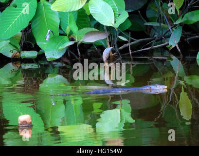 Bintan, Indonésie, Îles Riau. 4 janvier, 2017. BINTAN, INDONÉSIE - 04 janvier : varan vu nager sur les mangroves, 04 janvier 2017 dans l'île de Bintan, Indonésie. Varan est le nom commun de plusieurs grandes espèces de lézards, comprenant le genre Varanus. Ils sont originaires d'Afrique, d'Asie et d'Océanie, mais sont maintenant trouvés également dans les Amériques comme une espèce envahissante. Un total de 79 espèces sont actuellement reconnues. © Sijori Images/ZUMA/Alamy Fil Live News Banque D'Images