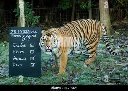 Londres, Royaume-Uni. 3 janvier, 2017. Tigres de Sumatra. Le Zoo de Londres (ZSL) Animal annuel bilan effectué tous les mois de janvier à enregistrer toutes les données pour le système d'information sur les espèces internationales (ISIS) © Guy Josse/Alamy Live News Banque D'Images