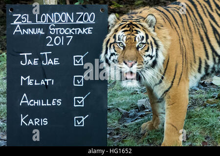 Londres, Royaume-Uni. 3 janvier, 2017. Tigres de Sumatra. Le Zoo de Londres (ZSL) Animal annuel bilan effectué tous les mois de janvier à enregistrer toutes les données pour le système d'information sur les espèces internationales (ISIS) © Guy Josse/Alamy Live News Banque D'Images