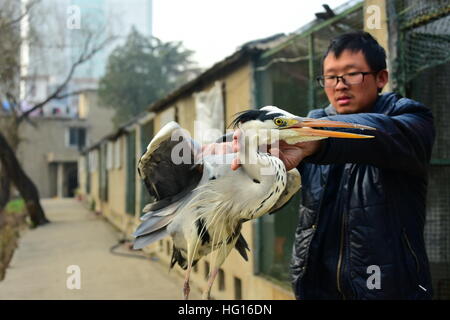 Zhengzhou, Zhengzhou, Chine. 3 janvier, 2017. Zhengzhou, Chine - janvier 2017 3 Éditorial : (UTILISER SEULEMENT. Chine).Un héron cendré est sauvée à Zhengzhou, capitale de la province du Henan en Chine centrale, le 3 janvier 2016. © SIPA Asie/ZUMA/Alamy Fil Live News Banque D'Images