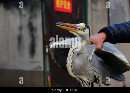 Zhengzhou, Zhengzhou, Chine. 3 janvier, 2017. Zhengzhou, Chine - janvier 2017 3 Éditorial : (UTILISER SEULEMENT. Chine).Un héron cendré est sauvée à Zhengzhou, capitale de la province du Henan en Chine centrale, le 3 janvier 2016. © SIPA Asie/ZUMA/Alamy Fil Live News Banque D'Images