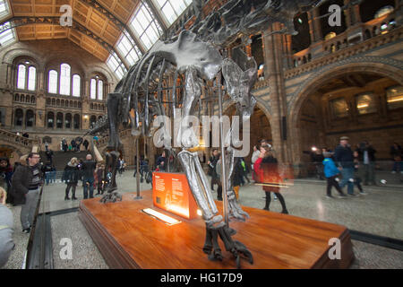 Londres, Royaume-Uni. 4 janvier, 2017. Les grandes foules au Musée d'Histoire Naturelle voir dinosaure Diplodocus Fofolle le dernier jour avant le squelette de dinosaure est pris en bas et part en tournée autour de la Grande-Bretagne © amer ghazzal/Alamy Live News Banque D'Images