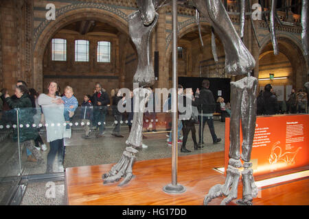 Londres, Royaume-Uni. 4 janvier, 2017. Les grandes foules au Musée d'Histoire Naturelle voir dinosaure Diplodocus Fofolle le dernier jour avant le squelette de dinosaure est pris en bas et part en tournée autour de la Grande-Bretagne © amer ghazzal/Alamy Live News Banque D'Images