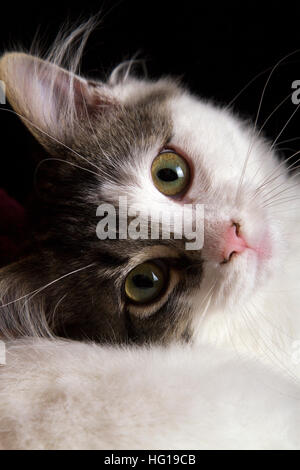 Un chaton noir et blanc à la recherche de l'appareil photo Banque D'Images