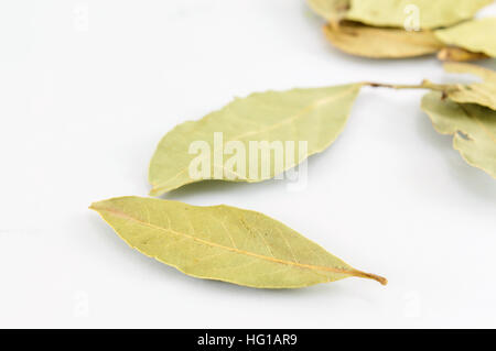 Feuilles de laurier vert sur la table en bois blanc Banque D'Images