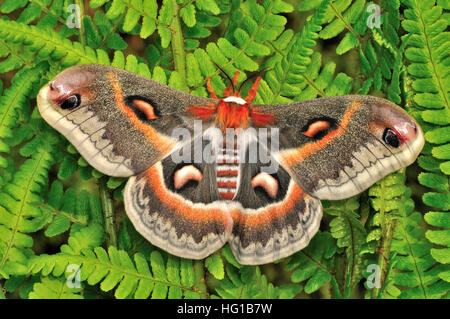 Robin Espèce Hyalophora cecropia Banque D'Images