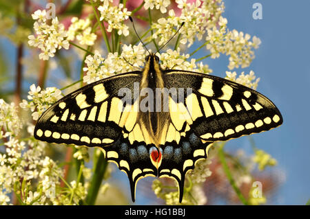 Anglais Swallowtail Butterfly (Papilio machaon britannicus) Banque D'Images