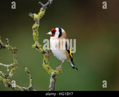 Chardonneret, Carduelis carduelis, sur une branche humide en hiver Banque D'Images