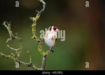 Chardonneret, Carduelis carduelis, sur une branche humide en hiver Banque D'Images