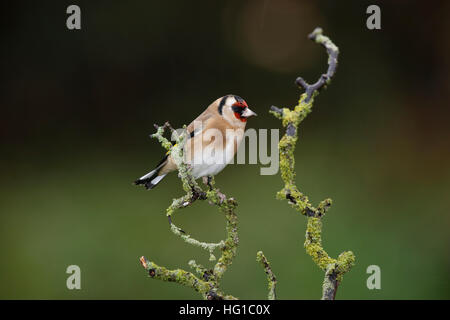 Chardonneret, Carduelis carduelis, sur une branche humide en hiver Banque D'Images